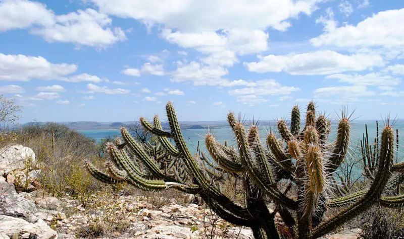 Governo Federal vai criar 12 unidades de conservaÃ§Ã£o na Caatinga atÃ© 2026